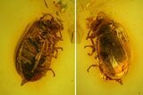 Fossil Beetle (Coleoptera) in Baltic Amber #159794-1